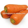 2014 high quality new crop fresh carrot with regular shape